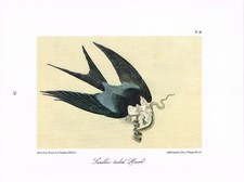 Swallow Tailed Hawk Vintage Bird Print Picture John James Audubon ABOA#26