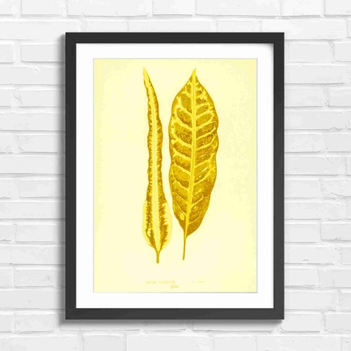 Vintage botanical croton - vintage,