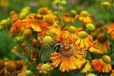 Helenium 'Sunset Shades' 50 Seeds, Perennial