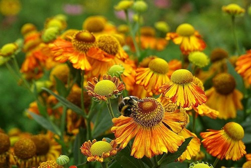 Helenium sunset shades 50 - helenium, 'sunset
