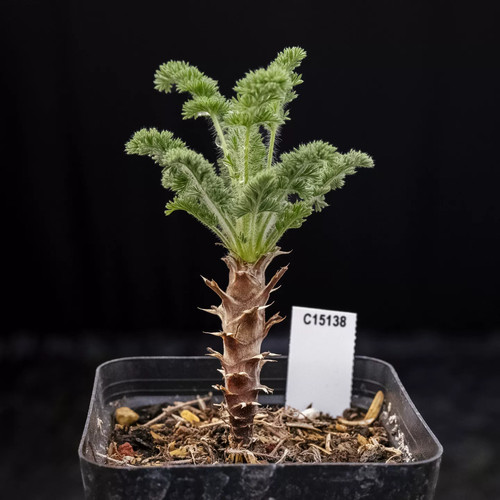 1pieces 2cm seedgrowth - 1pieces,