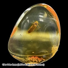 Baltic Amber Fossil False