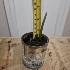 Medjool Date Palm Tree Indoor