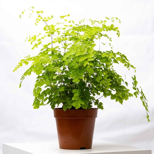 Adiantum fragrans maidenhair - adiantum,