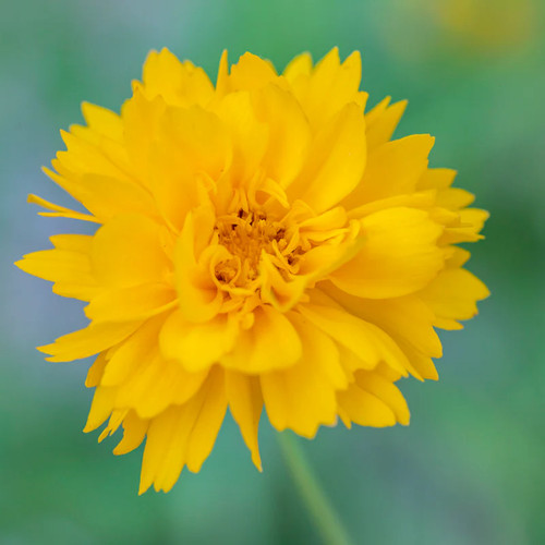 Coreopsis golden crown seeds - coreopsis, crown'