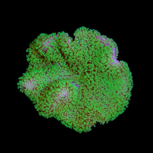 Aquacultured neon green - green, polyp