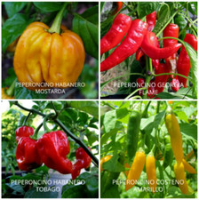 100 SEEDS OF CHILLI PEPPERS IN