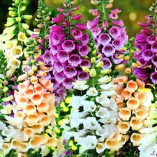 Foxglove Digitalis purpurea dwarf Foxy mixed 10000 seeds+4"FREE PLANT LABEL 