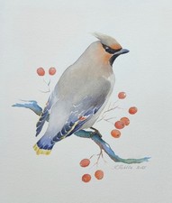 Waxwing bird original signed - waxwing,