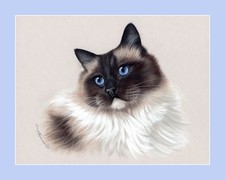 Ragdoll Cat Seal Point Beauty Print by Irina Garmashova
