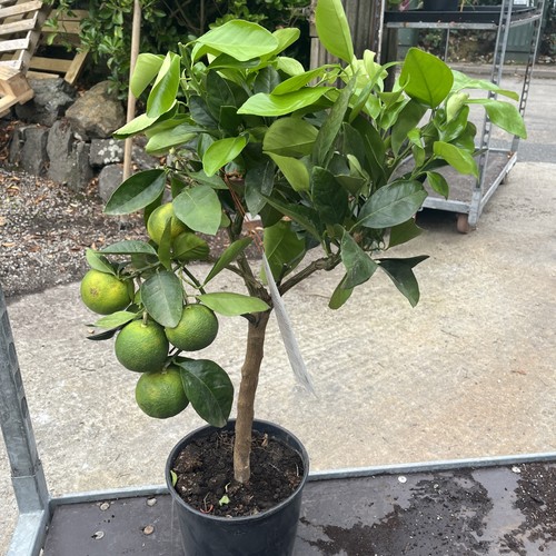 Citrus blood orange - blood,