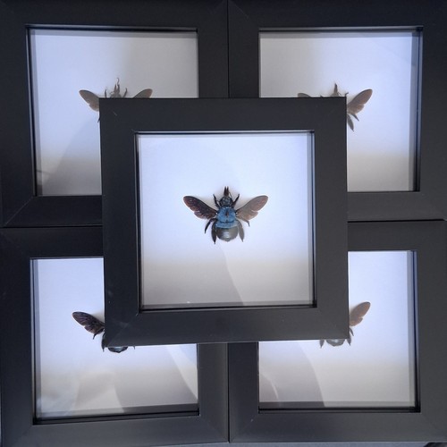 Blue carpenter bee - blue,
