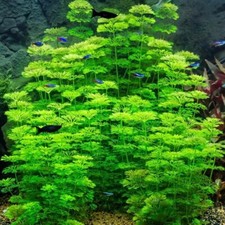 Live aquarium plant - aquarium,
