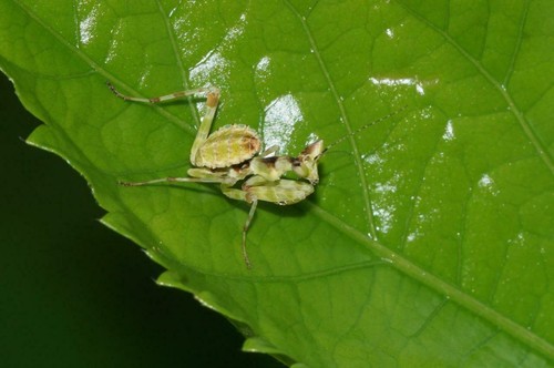 Indian flower mantis glossy - mantis,