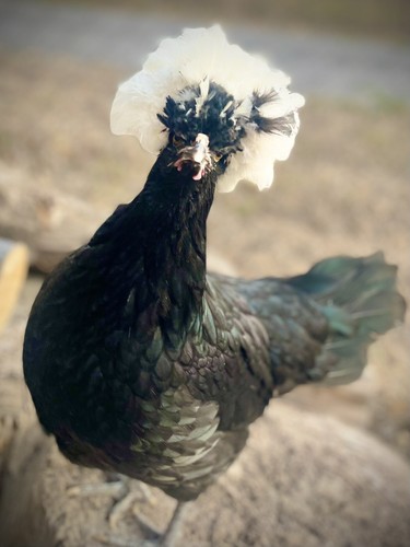 Fertile hatching chicken - 12+,