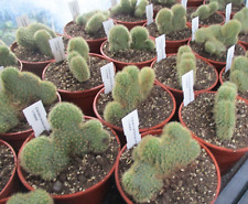 CLEISTOCACTUS AUREISPINA - attractive 'monkey tail' cristate plant.