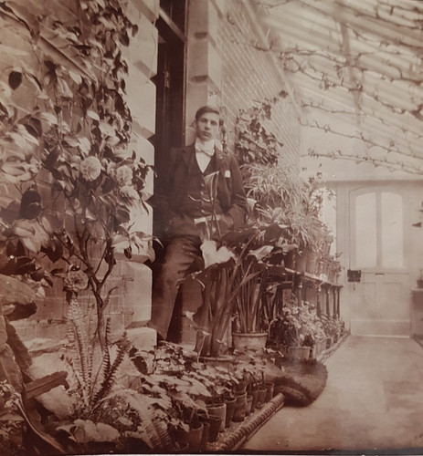 Victorian conservatory plants - conservatory,