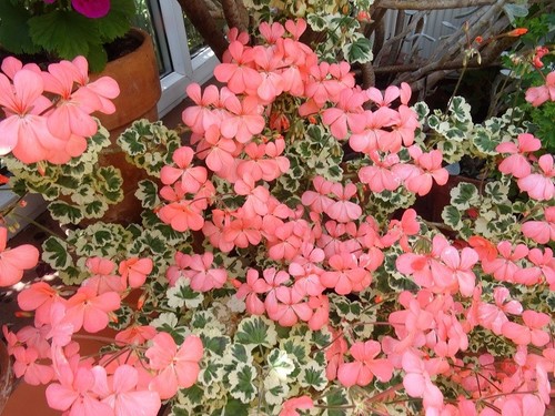 Pelargonium frank headley - pelargonium,
