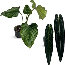 Anthurium Warocqueanum &