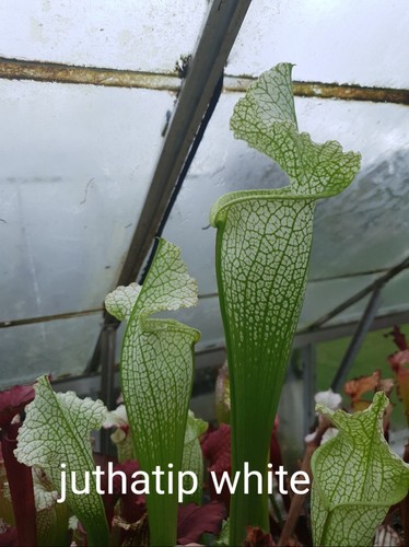 Sarracenia juthatip white - white, x