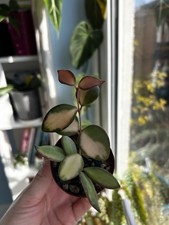 Hoya Burtoniae Variegated 6cm