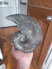 Huge Yorkshire Nautilus Fossil. Ammonites, Whitby Fossils Uk