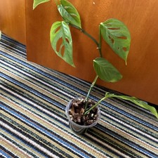 Monstera Obliqua Napo