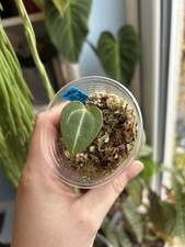 Anthurium Minahasa x Blue