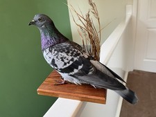 Taxidermy Pigeon This Is Not A Protected Species