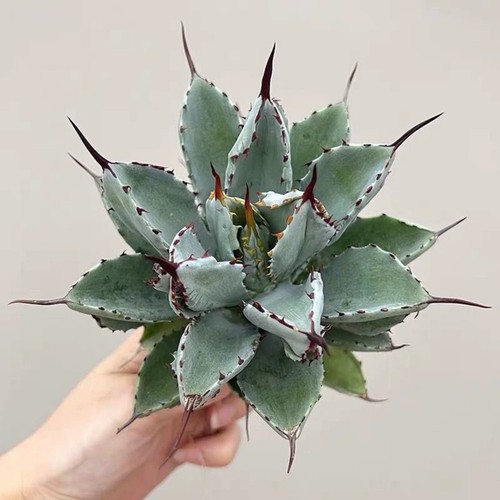 8cm succulent agave - 8cm, plant