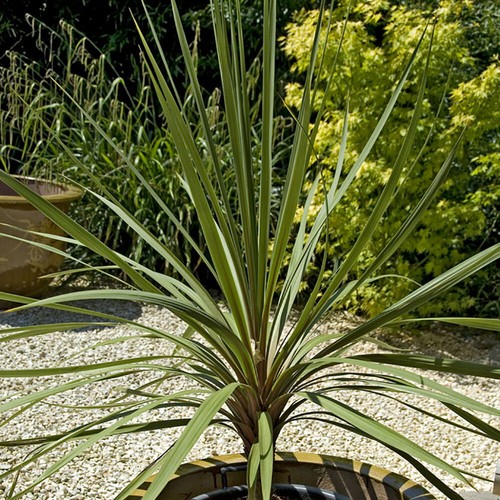 Evergreen shrub cordyline - evergreen,