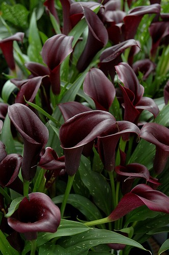 Calla lily giant - calla, bulb,