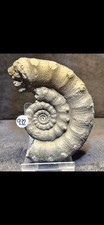 Pyrite Jurassic Ammonite