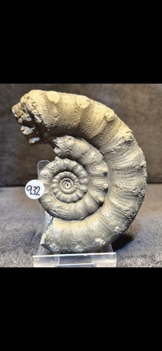 Pyrite jurassic ammonite - pyrite,