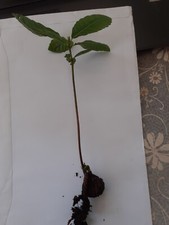 Sweet Chestnut (castanea