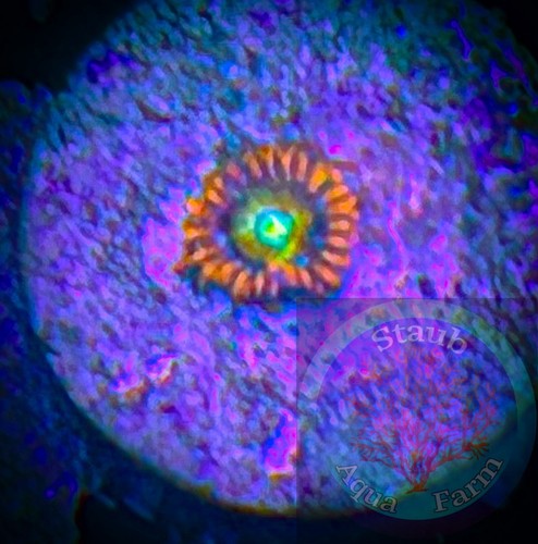 Saf wcc shatterfield zoanthid - shatterfield,