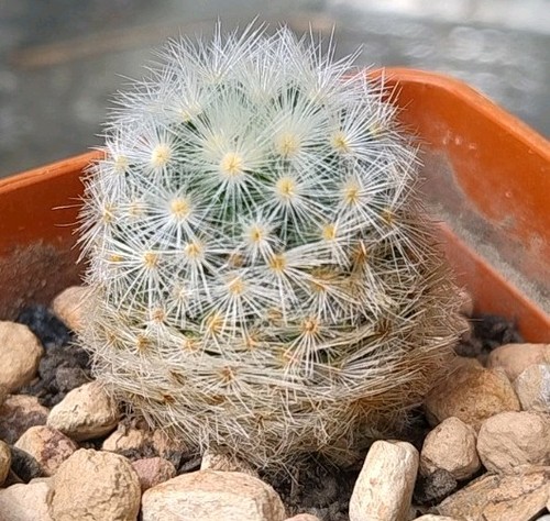 Cactus mammillaria laui - laui,, 2.5cm
