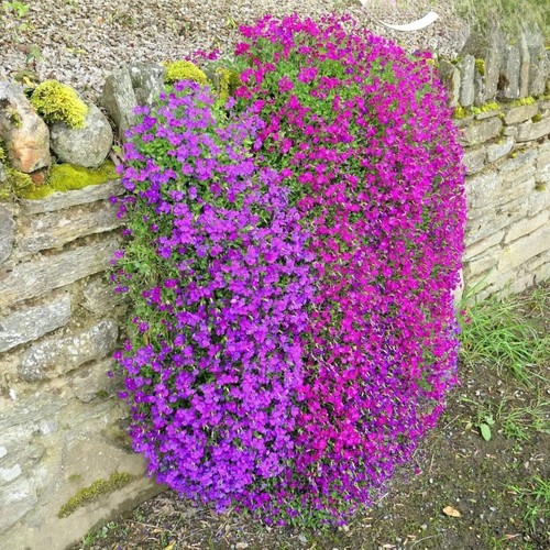Rock cress cascade - rock, purple