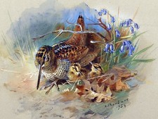 Woodcock and Yuong bird A