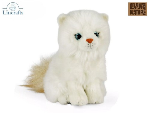 Ragdoll kitten sitting - sitting, plush
