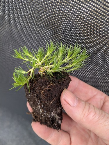 Xscleranthus biflorus plug - 4,