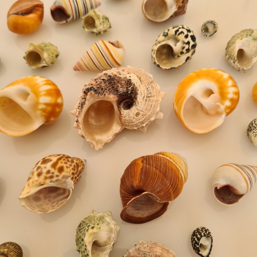 Hermit crab shells - hermit,