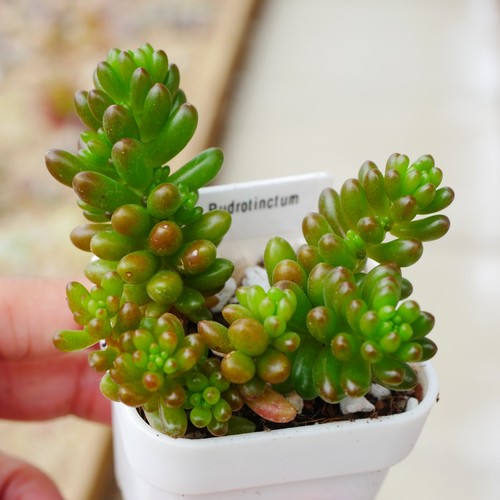 Sedum rubrotinctum redberry - sedum,