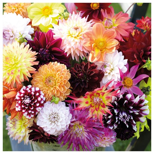 Dahlia premium variety named - 5,