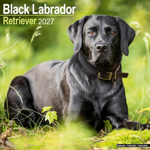 Black labrador retriever 2027 - black,