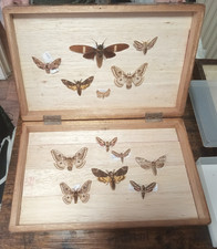 Solid Wooden Taxidermy Insect On  Pin Storing Box Moths Not included Used