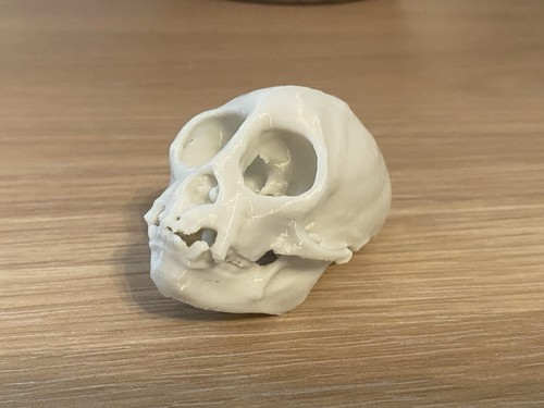 Replica squirrel monkey skull - replica,