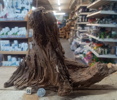 Medium natural bogwood - natural,