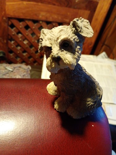 Barkers schnauzer puppy - schnauzer,