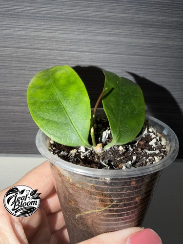 Rare hoya frog foot - hoya,